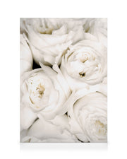 Ivory Roses Canvas print