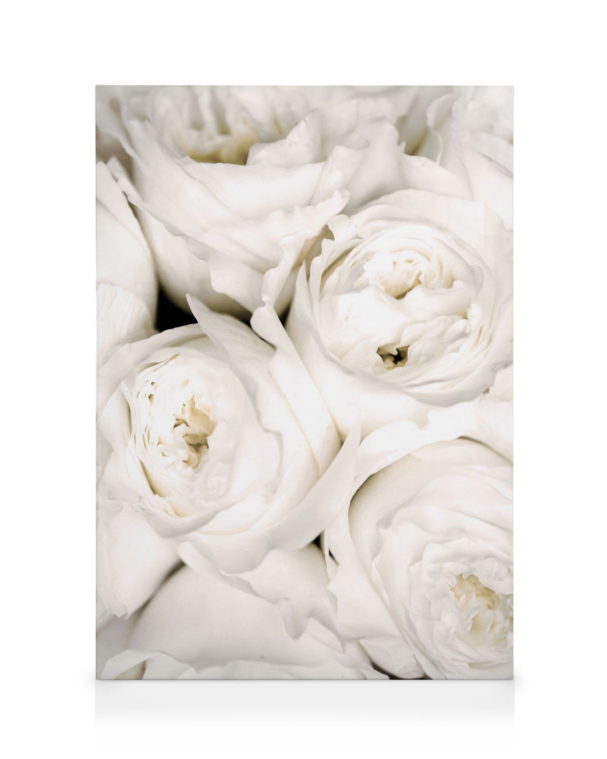 Ivory Roses Canvas print