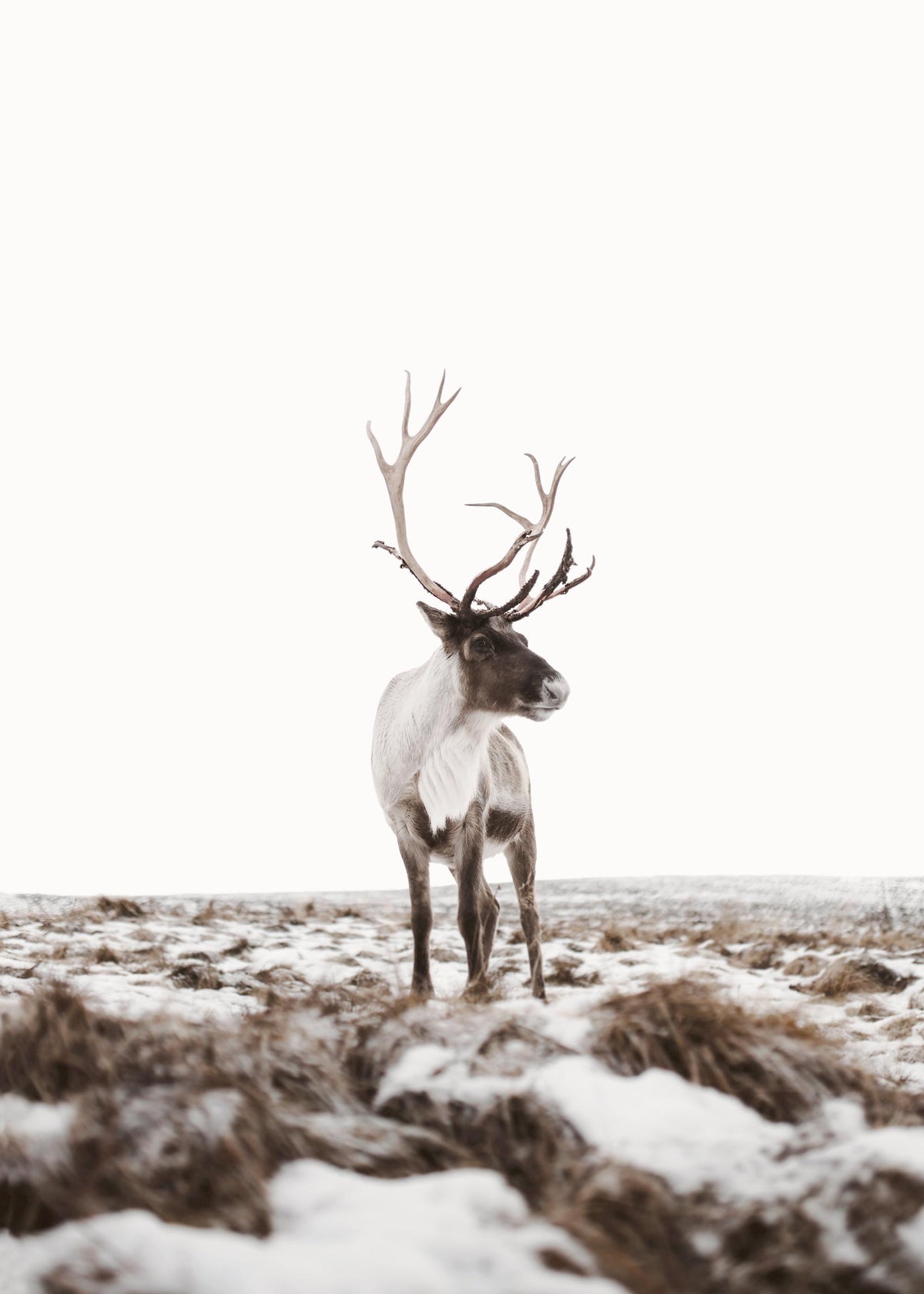 Reindeer Print