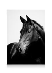 Black Stallion, Canvas print