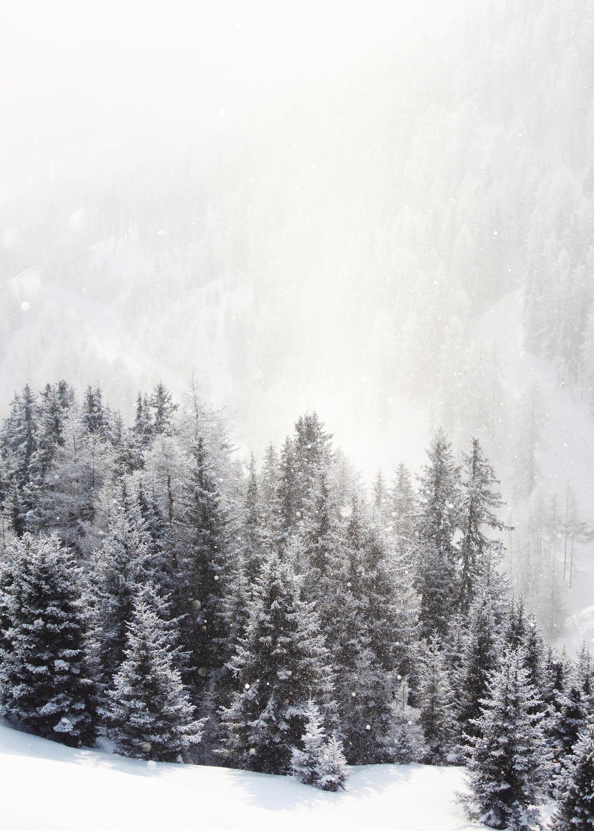 Frozen Forest Print