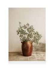 Rustic Olive Branch Canvas print