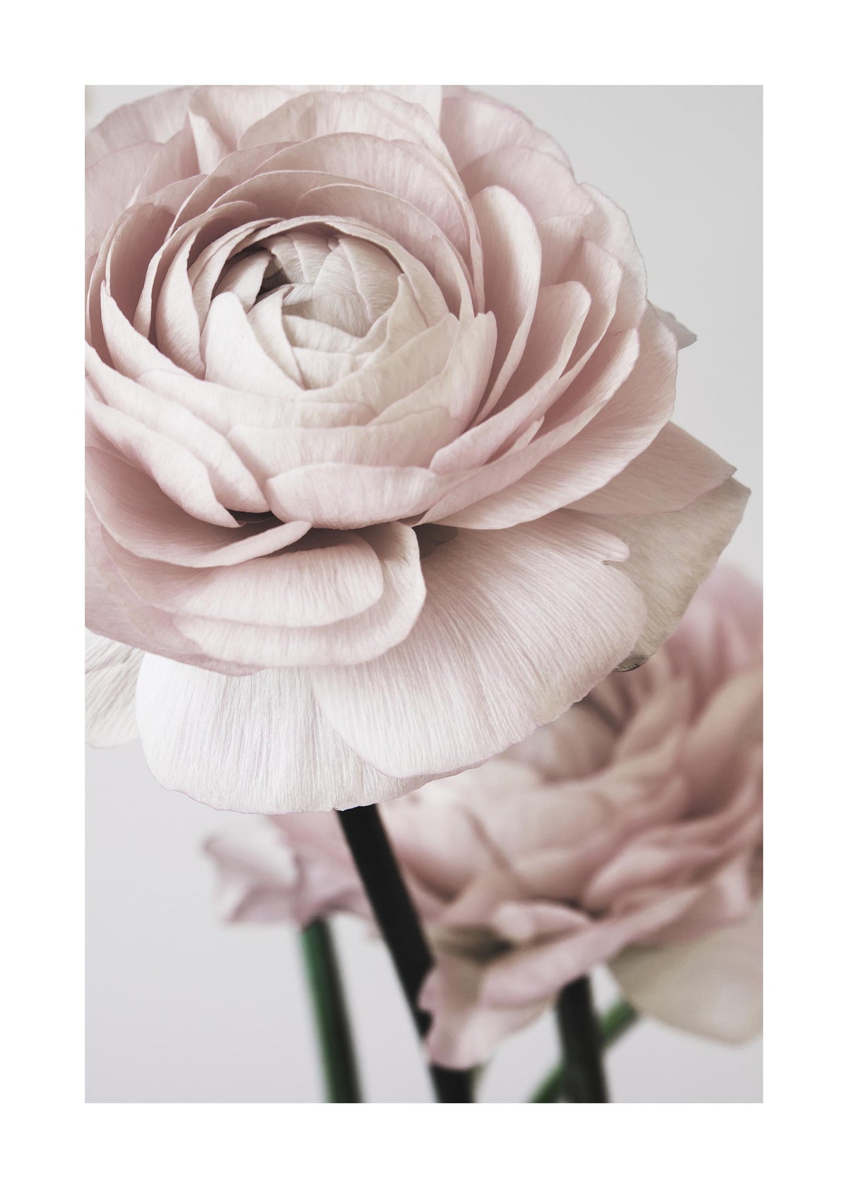 Pink Flower Dream No2 Print