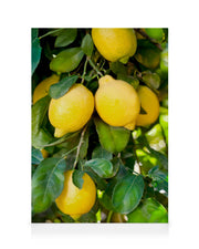 Fresh Lemons Canvas print