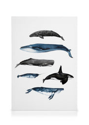 Whales Canvas print