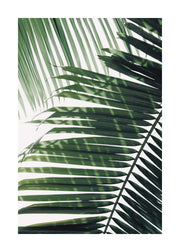 Sunray Palm Print