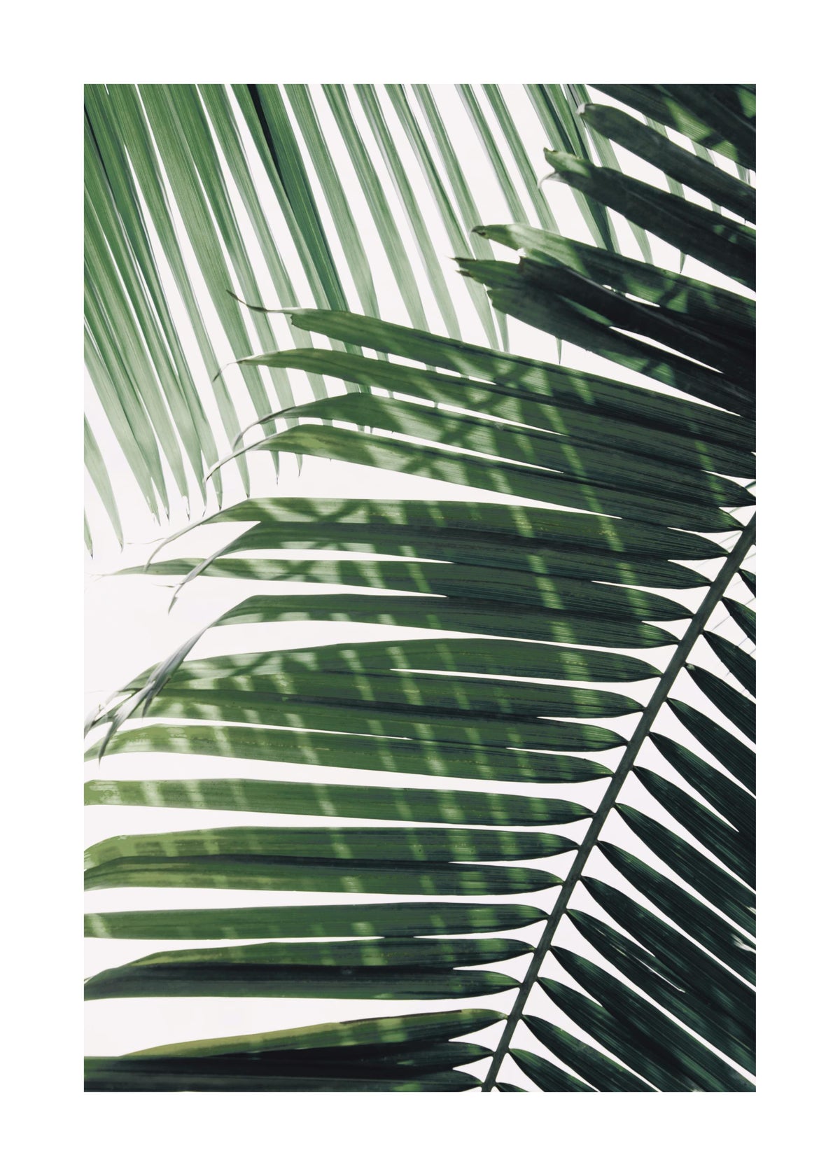 Sunray Palm Print