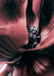 Anemone Close-up Print