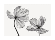 Black and White Tulips Print