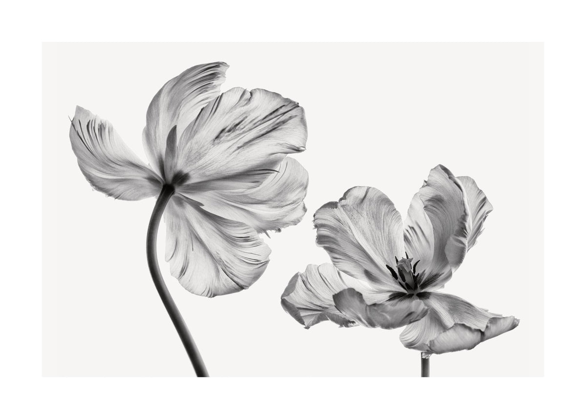 Black and White Tulips Print