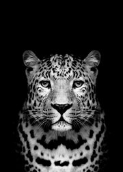 Leopard B&W Print