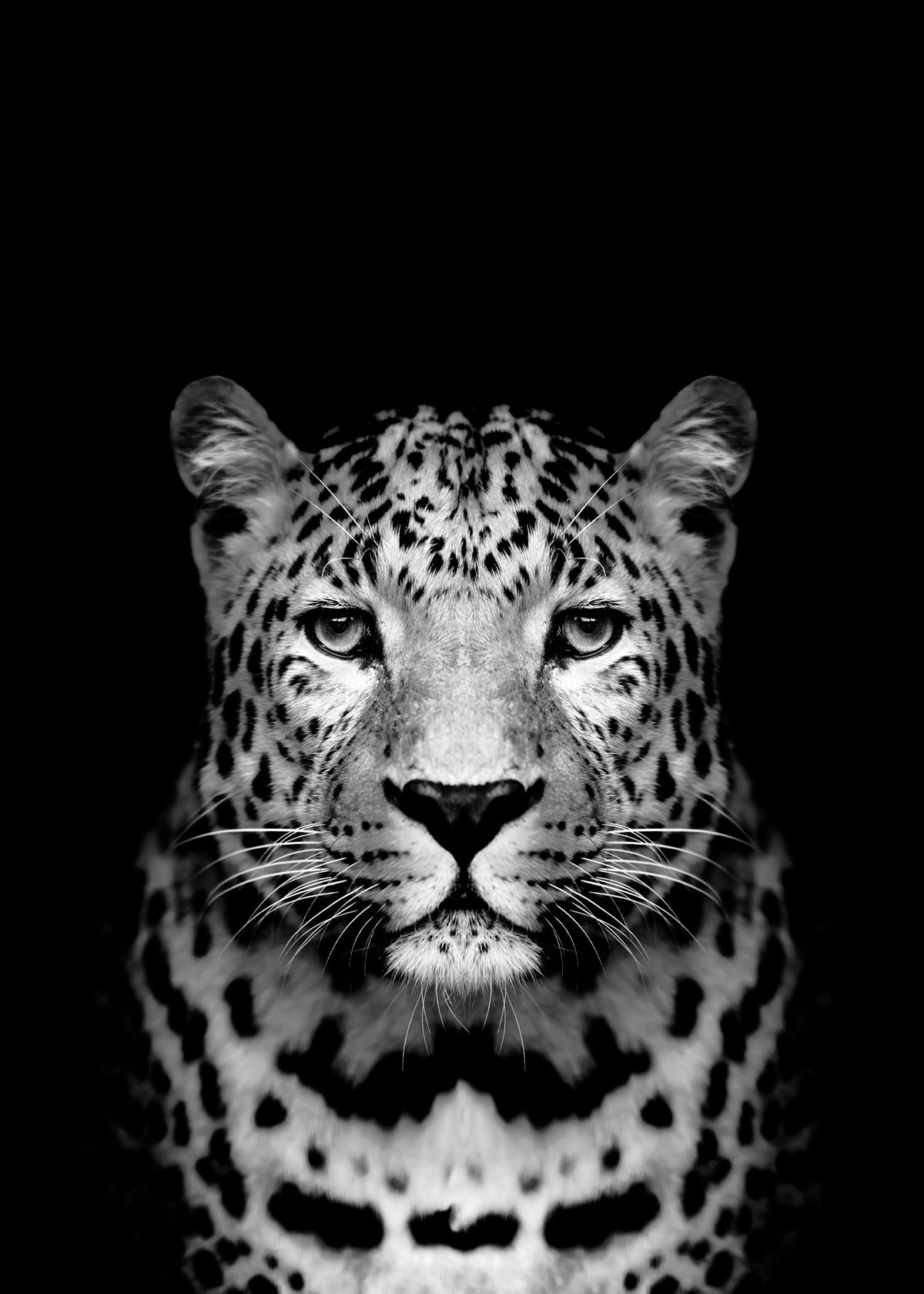 Leopard B&W Print