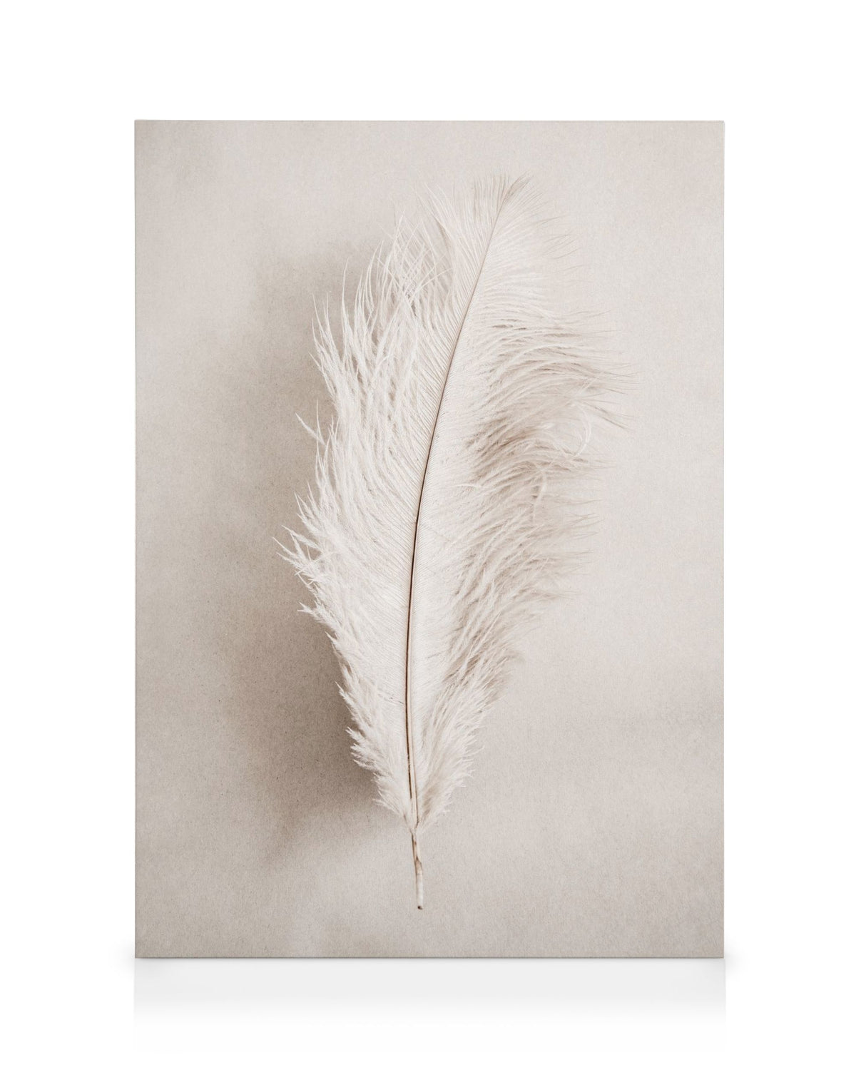 As a Feather Canvas print