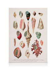 Vintage Seashells No1 Canvas print
