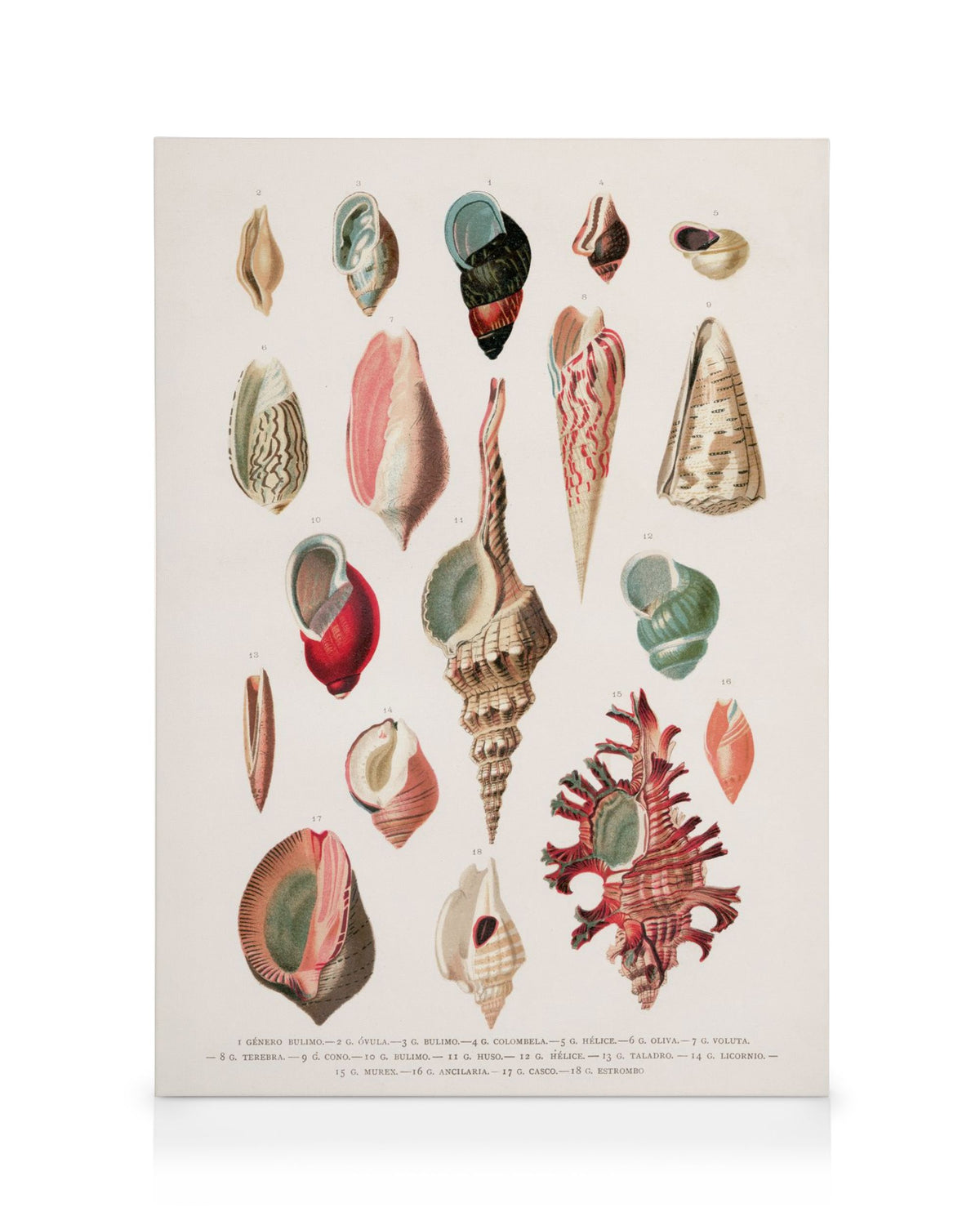 Vintage Seashells No1 Canvas print