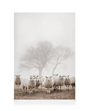 Sheep Herd Canvas print
