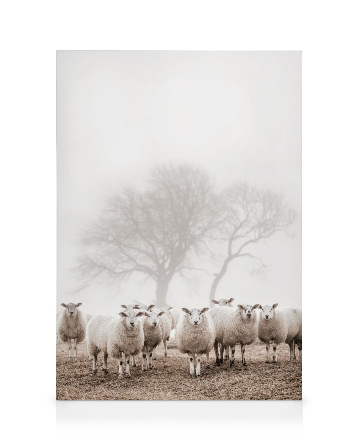 Sheep Herd Canvas print