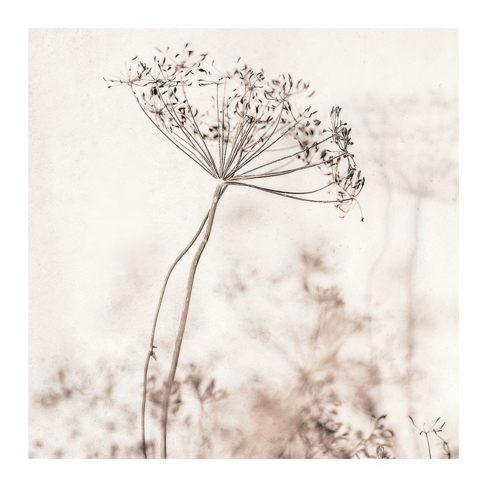 Beige Dried Flower Print