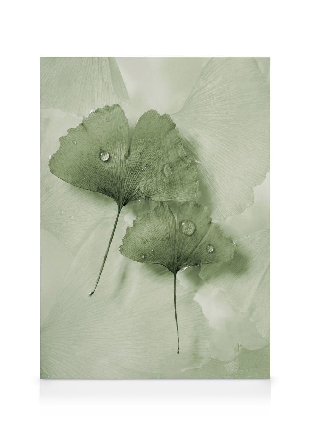 Green Ginkgo Canvas print
