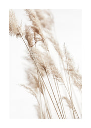 Sunny Reeds No2 Print