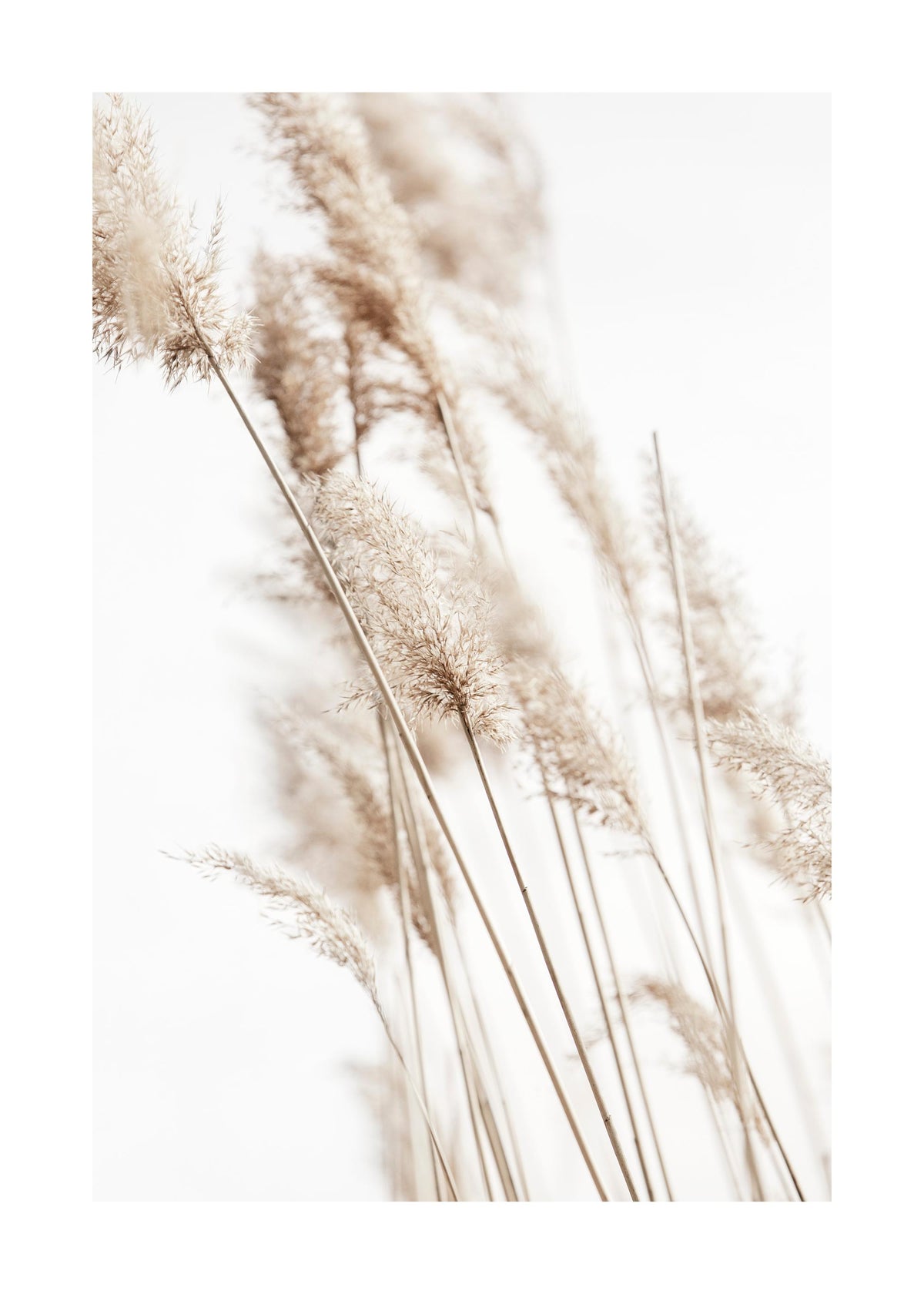 Sunny Reeds No2 Print