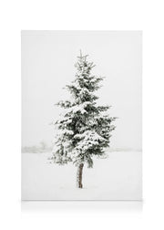 Snowy Spruce Canvas print
