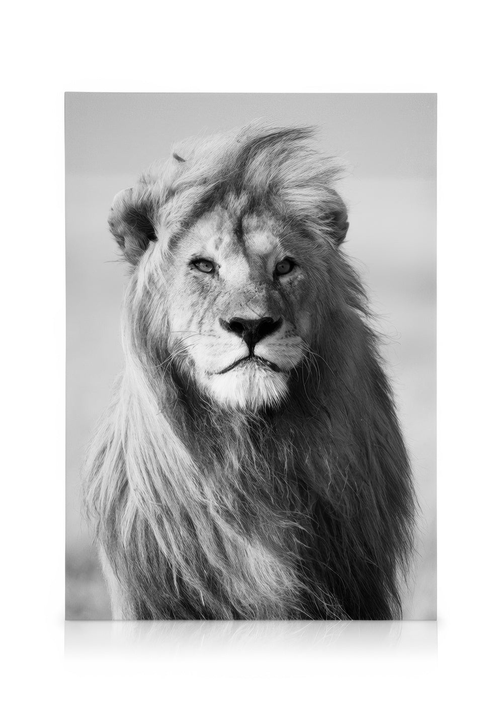 Lion Canvas print