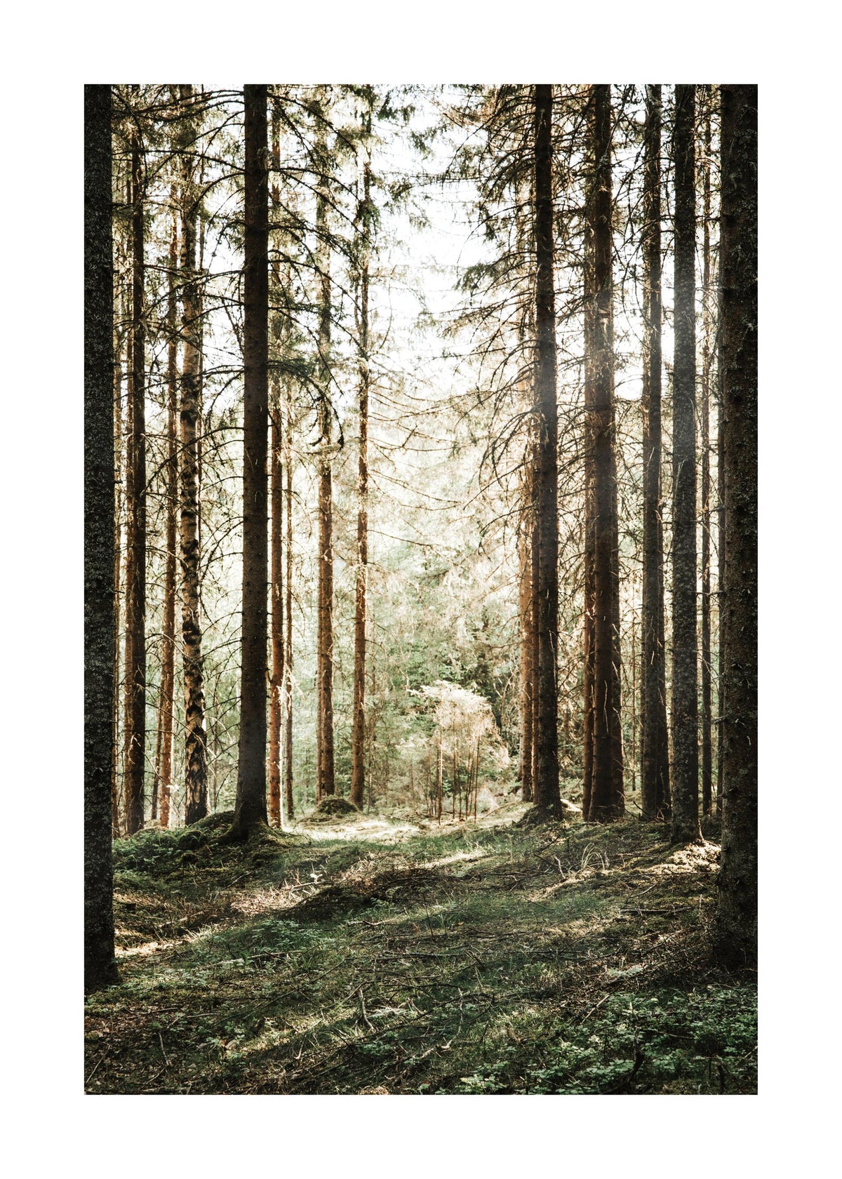 Forest Grove Print