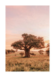 Baobab Tree in Sunrise Print