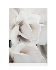 Milky Rose No1 Canvas print