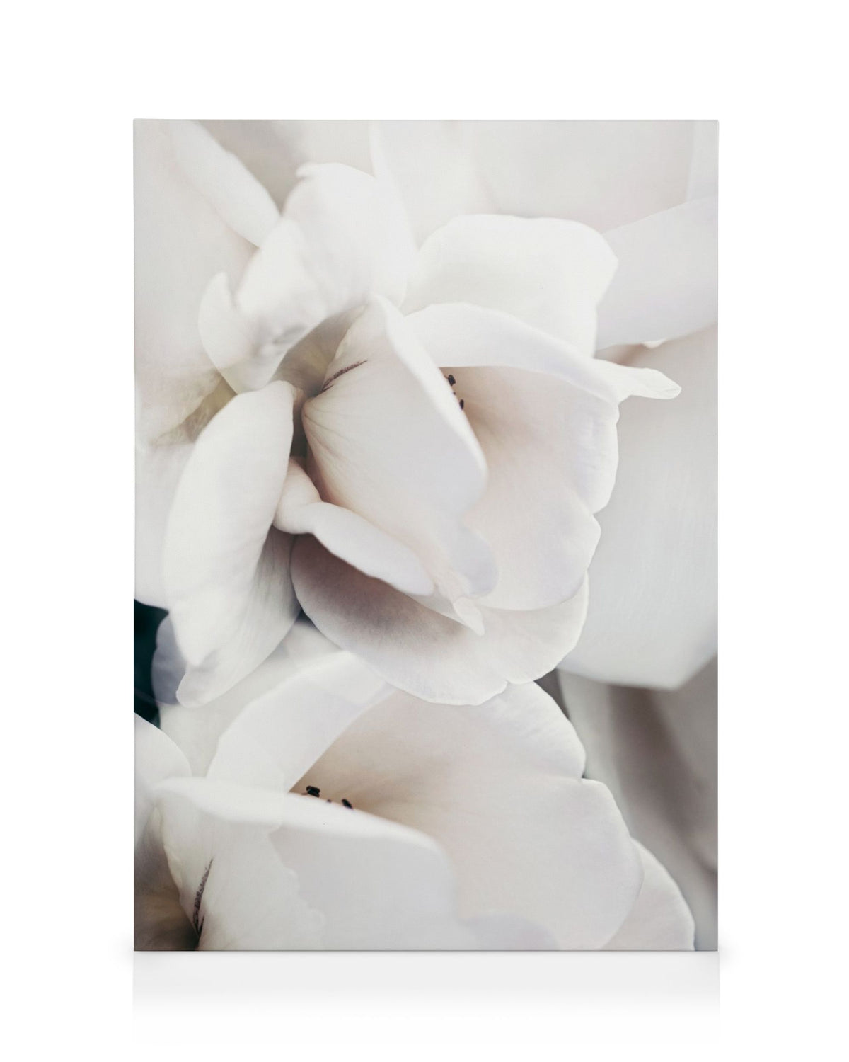 Milky Rose No1 Canvas print