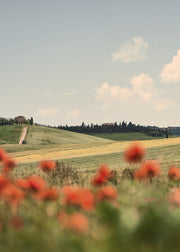 Tuscan Poppies No1 Print