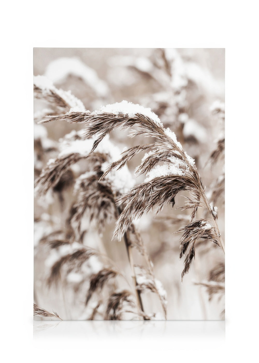 Snowy Reed Canvas print
