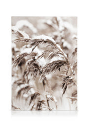 Snowy Reed Canvas print