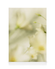 Flourish Toile