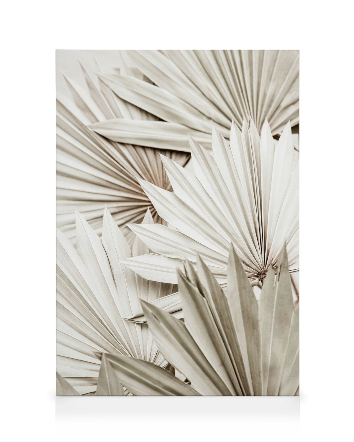 White Palm Canvas print