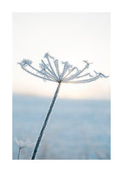Frosty Flower Print