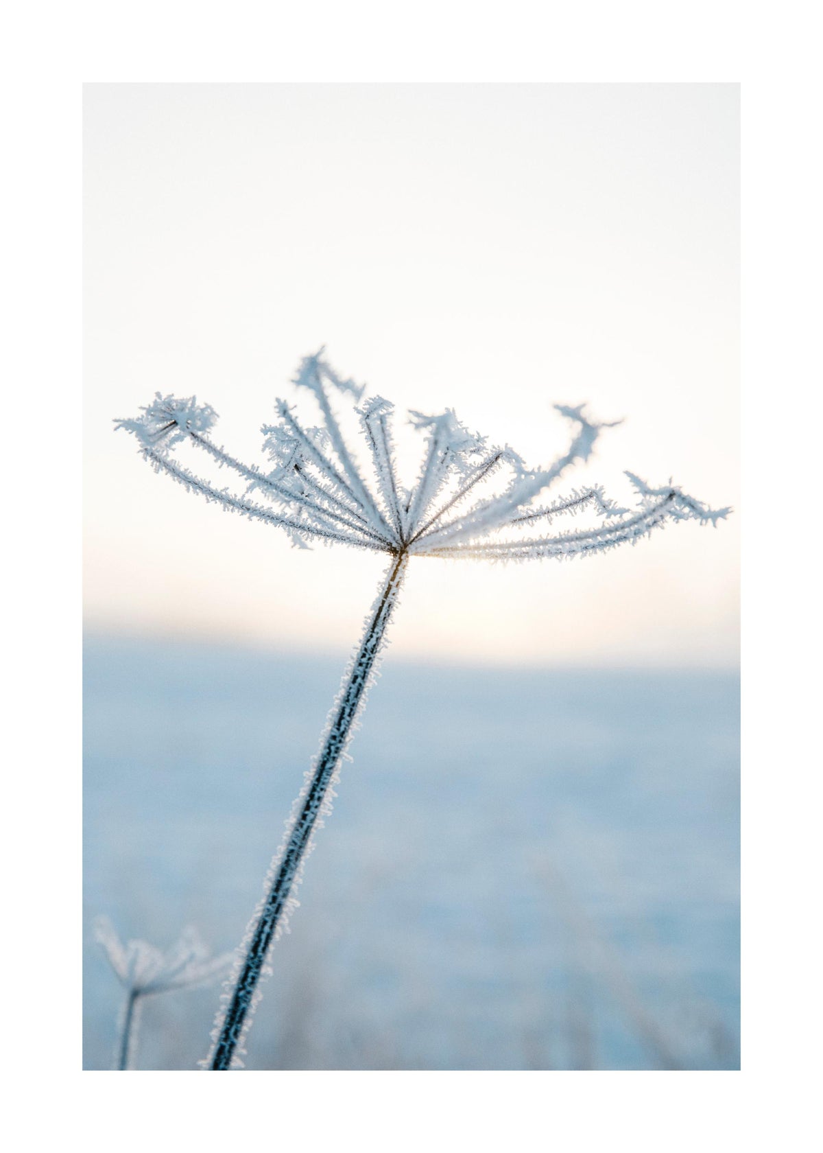 Frosty Flower Print