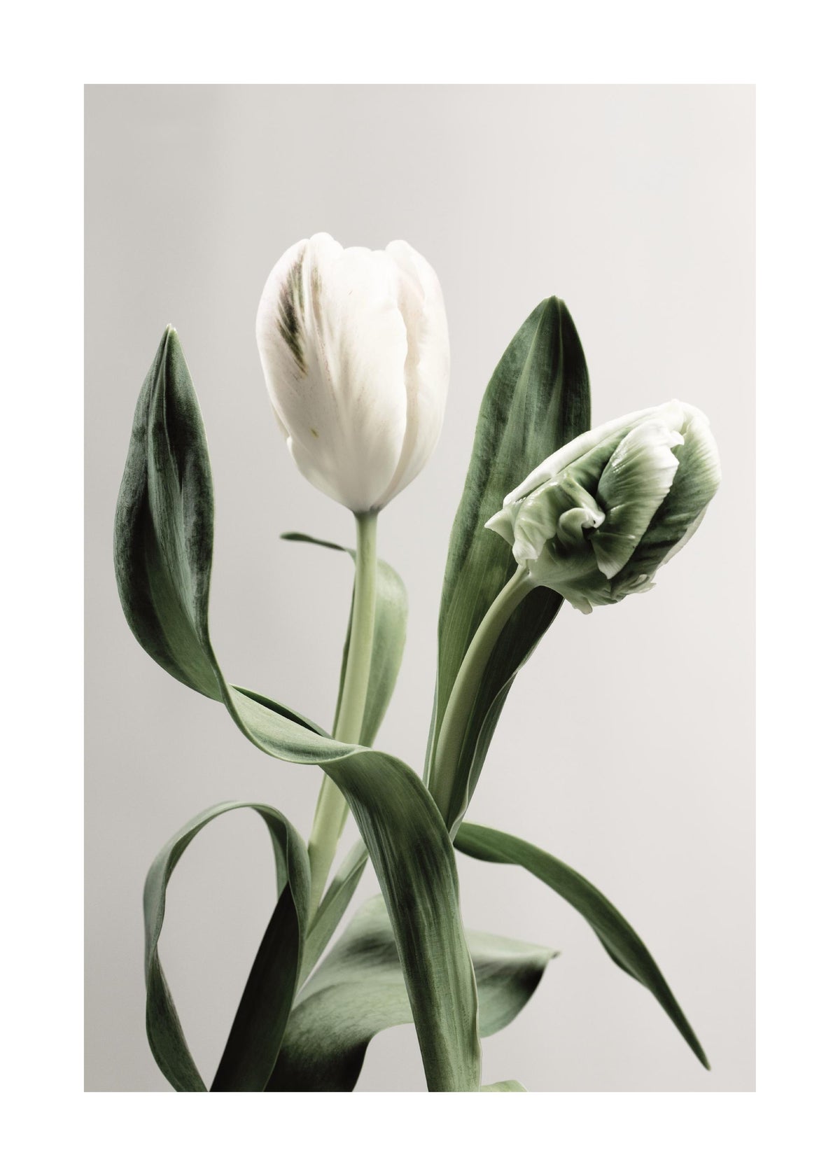 Green Tulips Print