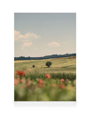 Tuscan Poppies No2 Canvas print