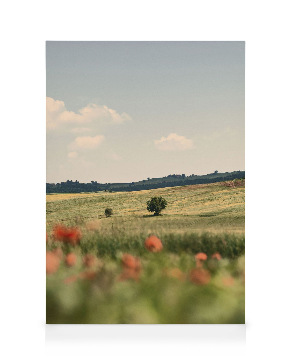 Tuscan Poppies No2 Canvas print