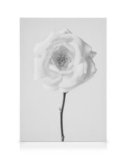 Still Life Rose No1 Canvas print