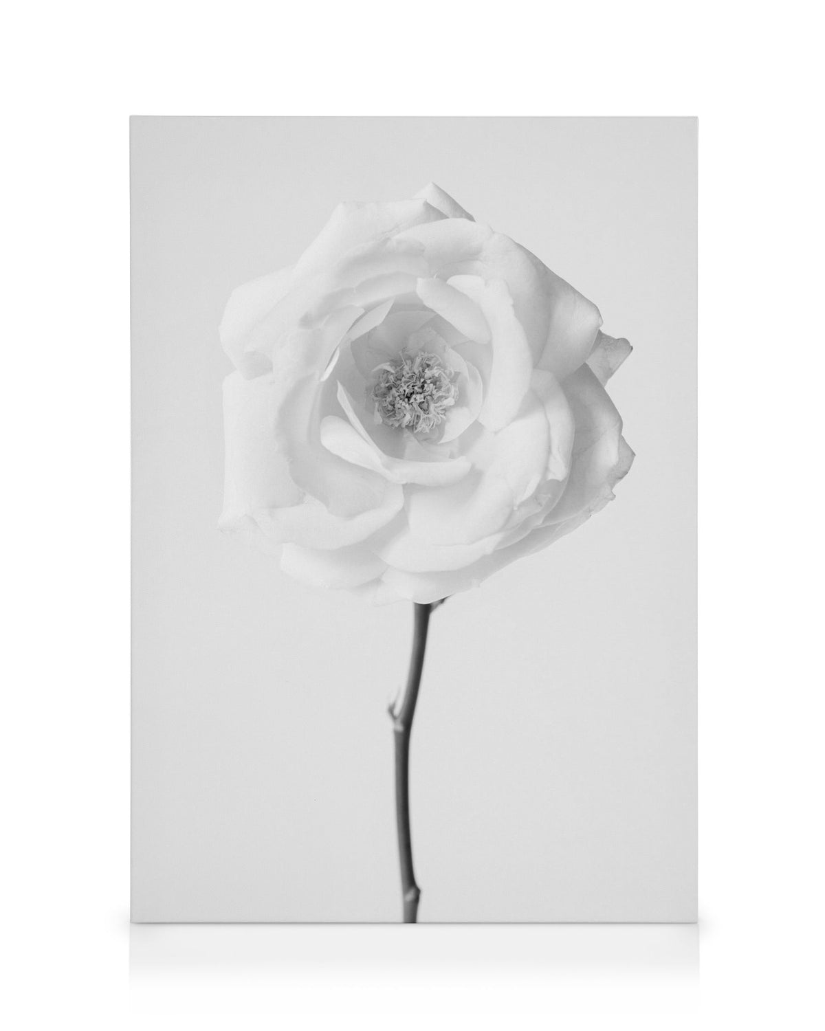 Still Life Rose No1 Canvas print