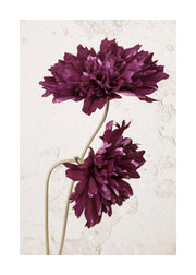 Purple Cosmos Flower Print
