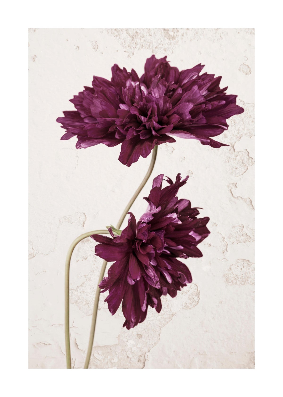 Purple Cosmos Flower Print