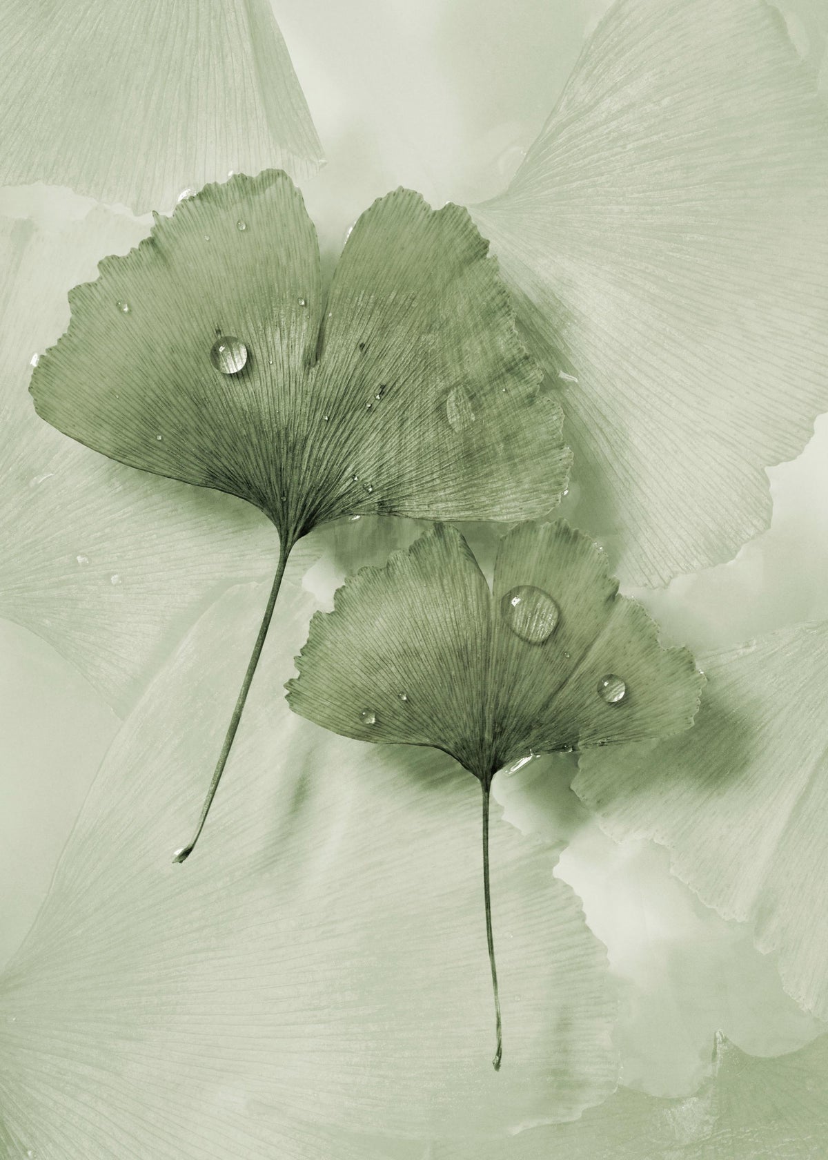Green Ginkgo Print