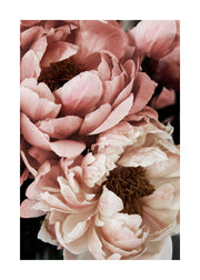 Coral Sunset Peony Print