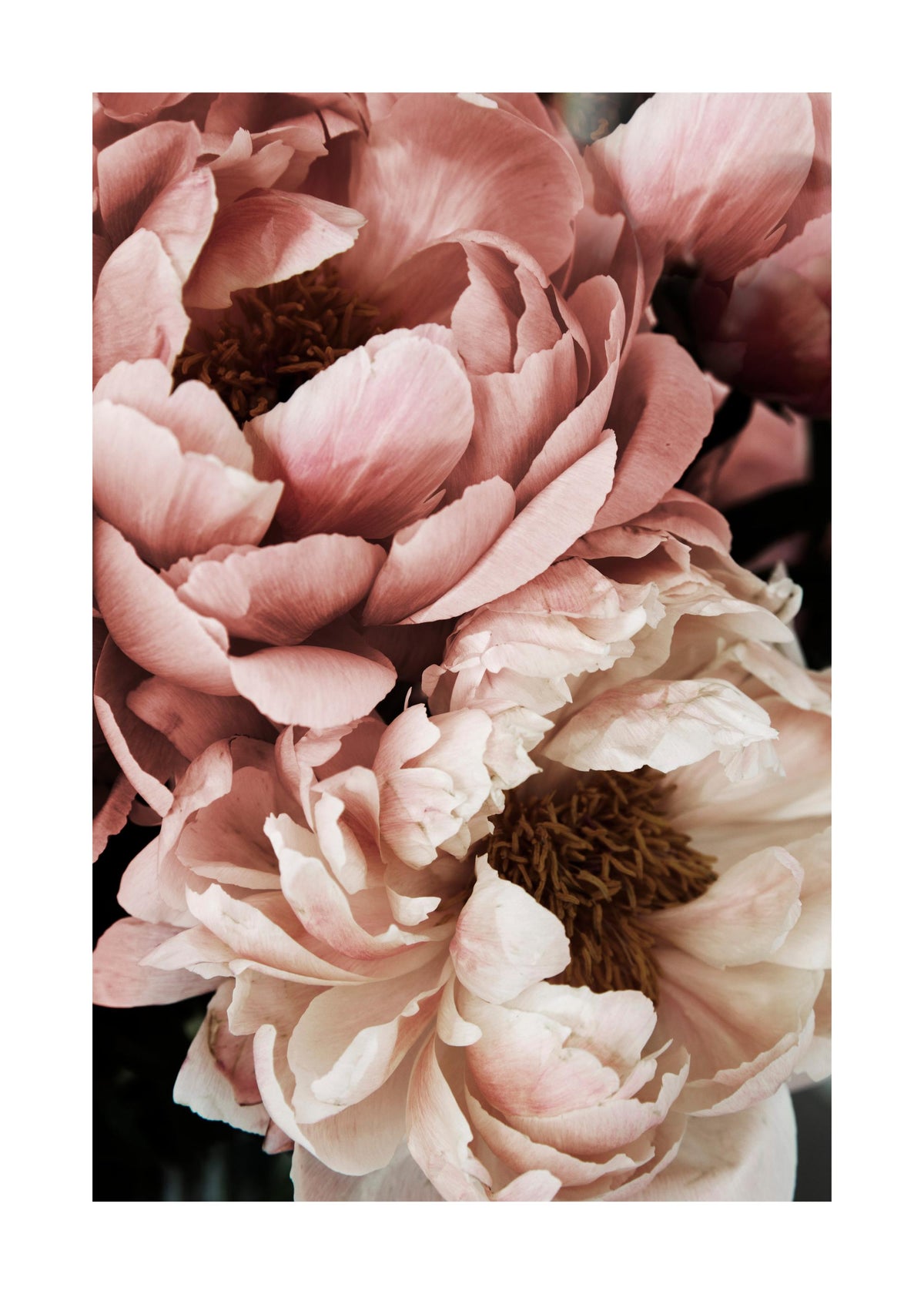 Coral Sunset Peony Print