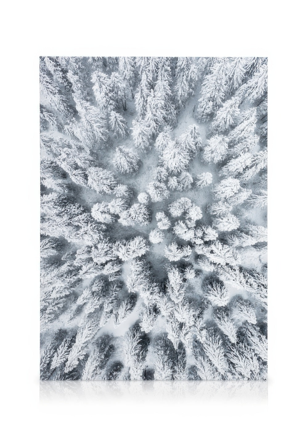 Snowy Trees Canvas print