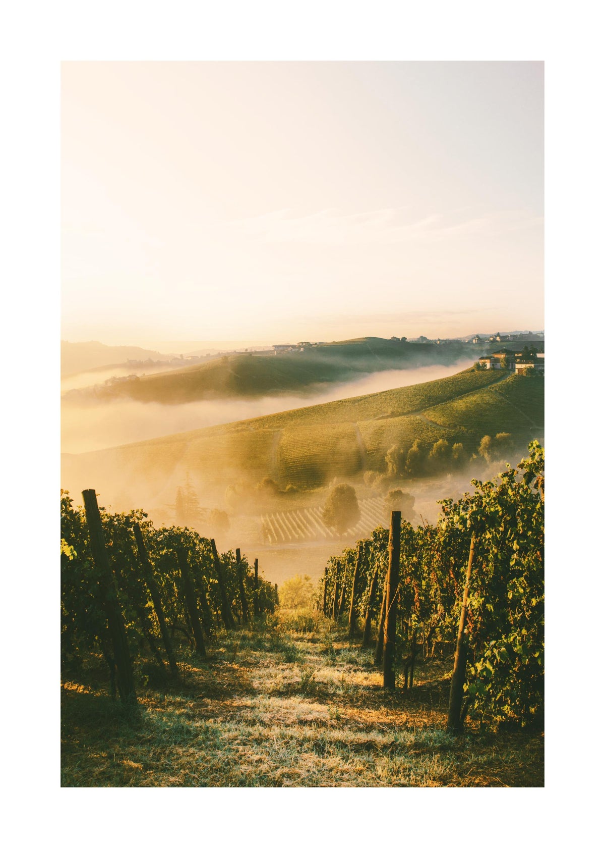 Langhe Vineyard Print